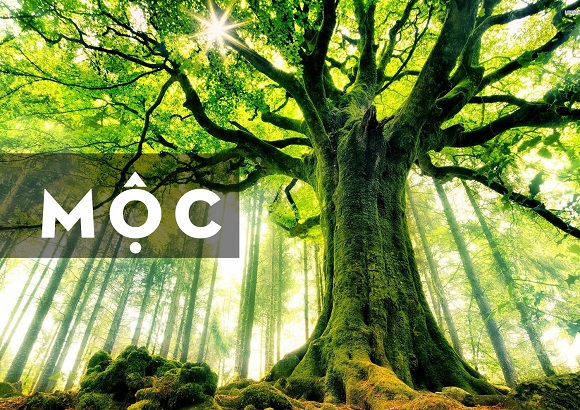 Tất tần tật những kiến thức phong thủy cho người mệnh Mộc