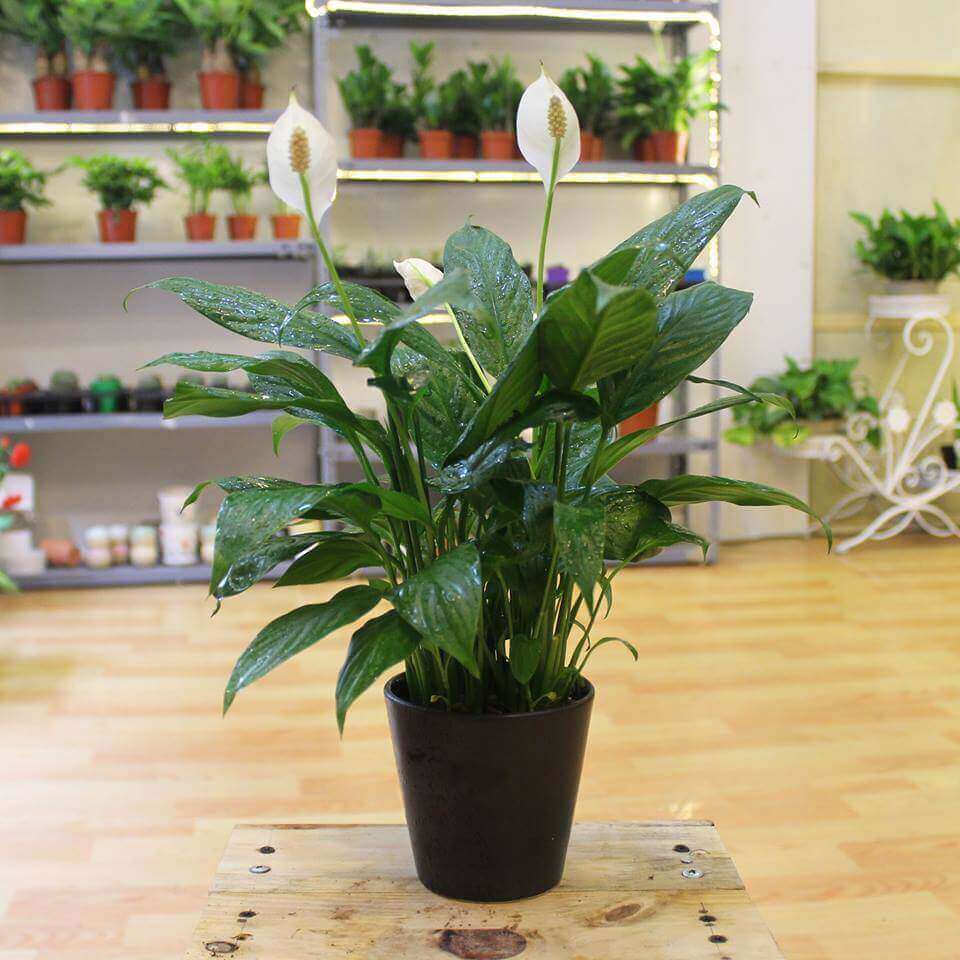 Những lưu ý phong thủy không thể bỏ qua khi trang trí nhà ở cho người mệnh Kim